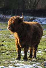 Schottisches Hochlandrind 2