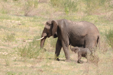 Fototapeta premium Mutter Baby elefant