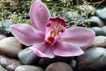 Pinkfarbene Orchidee