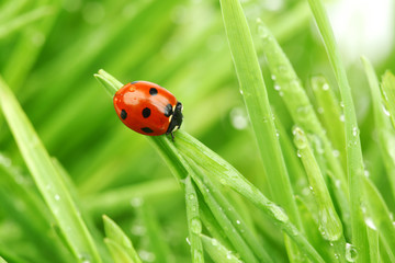 ladybug on grass