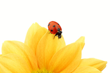 ladybug on yellow flower