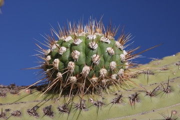 Kaktus