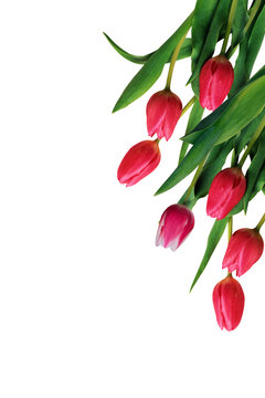 fiori di primavera