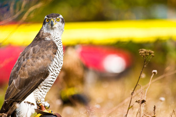 bird