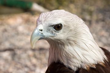 Eagle