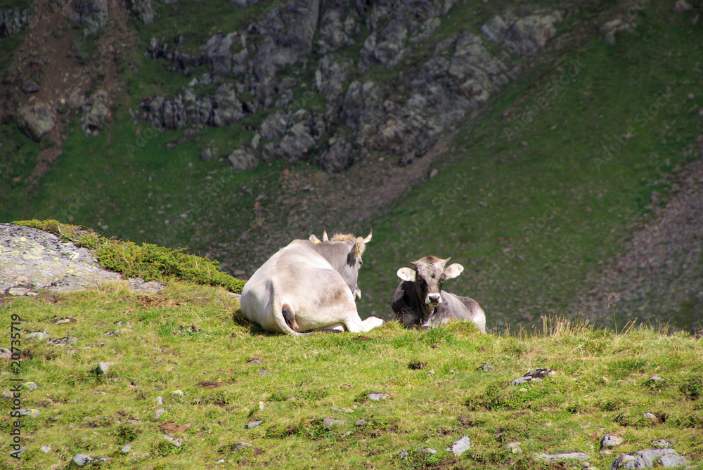 Wall mural Almkuh - alp cow 04