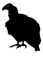 silhouette of condor
