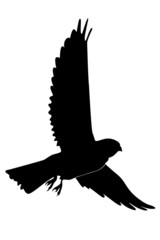 silhouette of kestrel