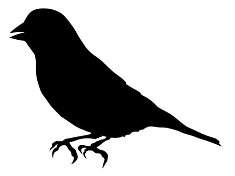silhouette of greenfinch