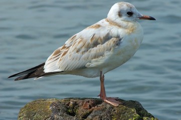 Seagull