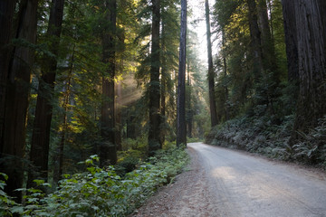Fototapeta na wymiar Straße Redwood Nationalpark