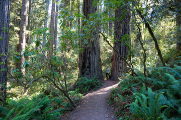 Obraz premium Redwood Nationalpark USA