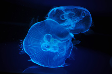 jellyfish