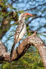 Red-billed Hornbill