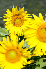 sunflower field, Rhone-Alpes, France
