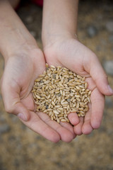 grains
