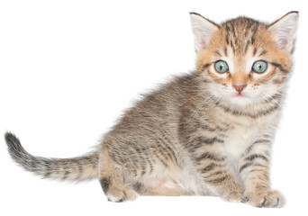 kitten