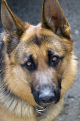 pastore tedesco ritratto