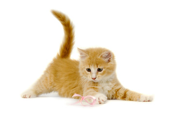 Cat kitten playing on pink bow