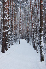 Fototapeta premium ëûæíÿ