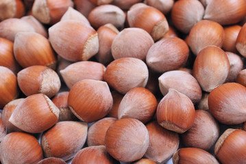 heap of hazelnuts