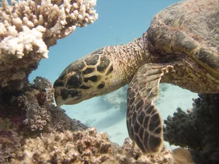 Photo sur Aluminium Tortue Sea Turtle