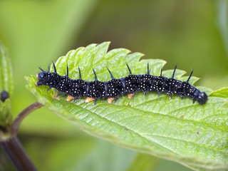 caterpillar