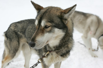 Fototapeta premium Husky