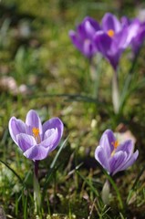 violet crocuses in meadow