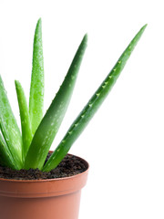 Aloe cactus