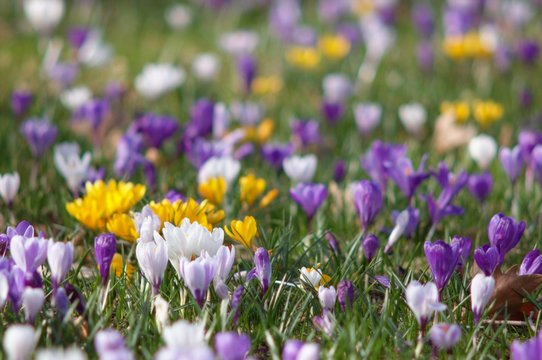Blossom of crocuses in spring meadow
