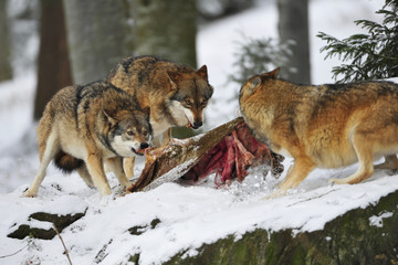 Wölfe streiten um Beute