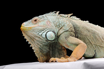 iguana