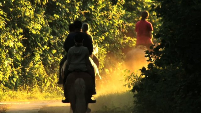 Pferde Reiten Wald Trab Ausritt Sommer