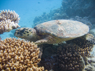 Sea Turtle