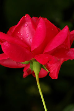 rose