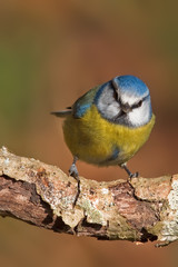 Obraz premium Blue tit, Parus caeruleus.