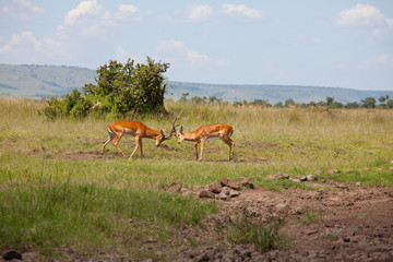 Antelope
