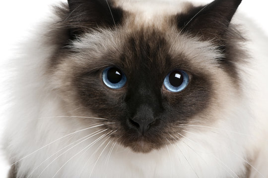 close up of a Birman (2 years old)
