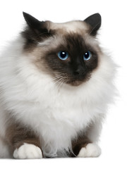 Close-up of Birman (2 years old), looking away