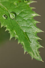 eau de pluie sur feuille épineuse