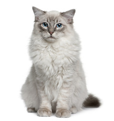 Front view of Ragdoll, sitting and looking at the camera