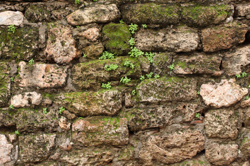 Old stonewall with plants
