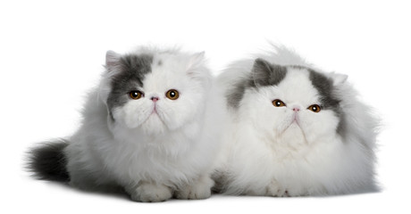 two Persians sitting, looking away and the camera