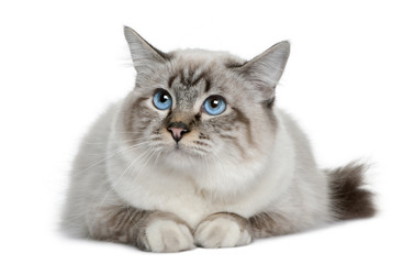 Front view of Birman lying down and looking up