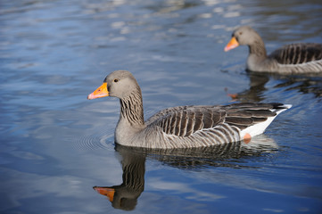 Naklejka na ściany i meble Greylag Geese swimming on a lake