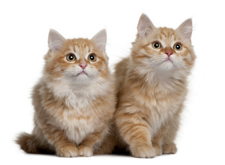 Obraz premium Siberian kitten sitting and looking up