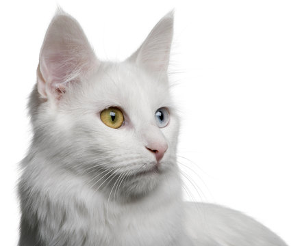 close up of a Turkish Angora (18 months old), looking away