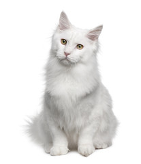 Front view of Turkish Angora, sitting and looking away