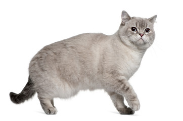 Side view of British Shorthair, standing and looking away